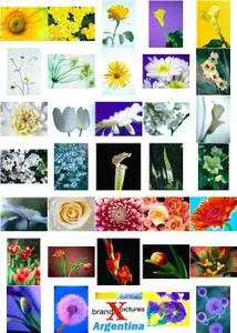 Brand X Vol. 073 Flowers and Bouquets