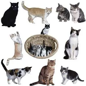 Cats - Clipart for Photoshop 