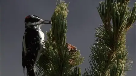 PBS Nature - Clash: Encounters of Bears and Wolves (2010)