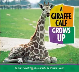 A Giraffe Calf Grows Up