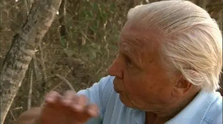 Attenborough and the Giant Egg (2011)