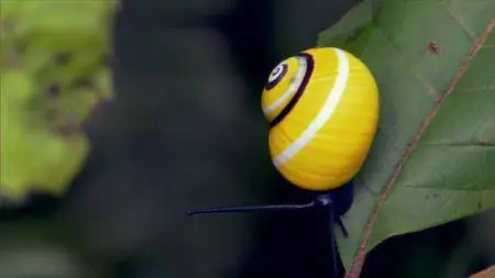 PBS Nature - Cuba: The Accidental Eden (2010)