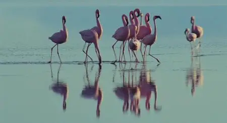 The Crimson Wing: Mystery of the Flamingos (2008)