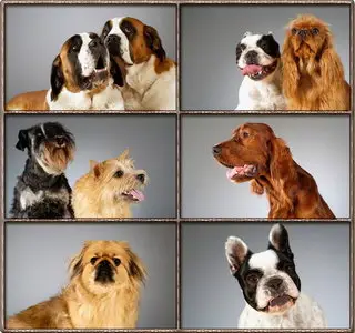 Cute puppys - Desktop Wallpapers