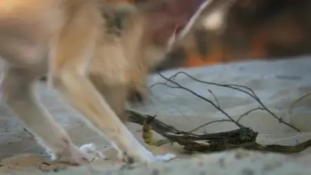 Animal S01E02