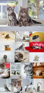 Kittens