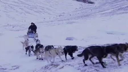 NHK - Sled Dog Racing in the Northern Lights (2011)