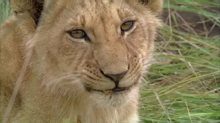 BBC. Planet Earth Live. Season 2 (2012)