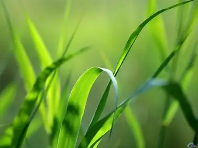 Green_Nature_Wallpaper