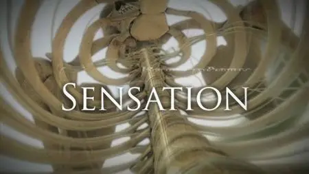 Human Body Pushing The Limits - Episode 3: Sensation (2008) 
