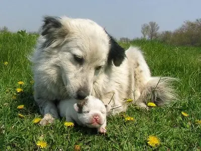 Photos of animals #2 - Dogs