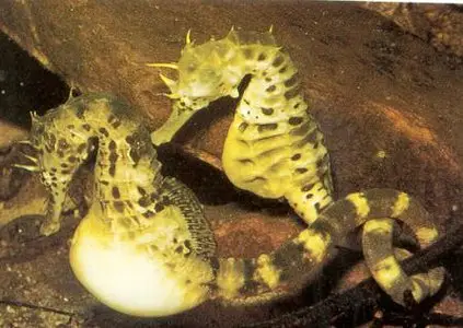 PBS Nova: Kingdom of the Seahorse