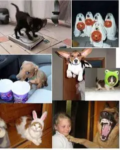 99 Animal fun pictures
