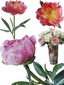Peonies - A large collection of stock images