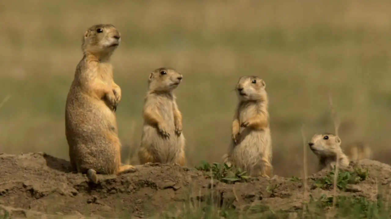 PBS NATURE A Squirrel's Guide to Success (2018) / AvaxHome