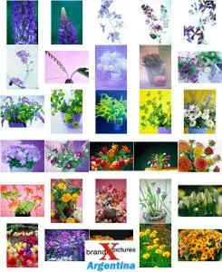 Brand X Vol. 073 Flowers and Bouquets