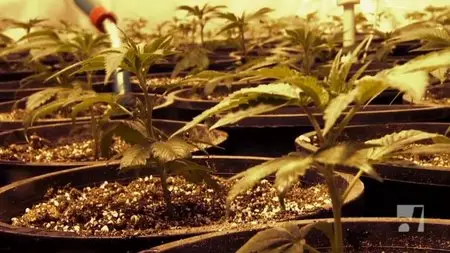 CBC The Nature of Things - The Downside of High (2010)