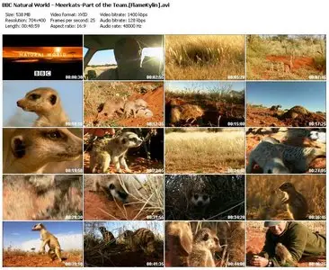 BBC Natural World - Meerkats: Part of the Team (2008)