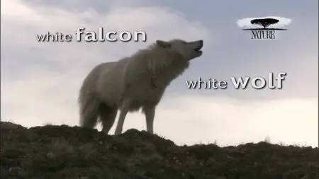 PBS - Nature: White Falcon, White Wolf (2008)