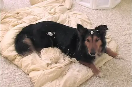 Training Your Adopted Dog [repost]