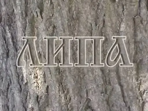 Кинопоэзия. Липа