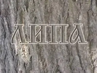 Кинопоэзия. Липа