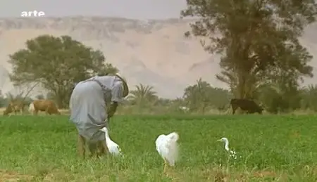 (Arte) L’Égypte des Bédouins (2011)