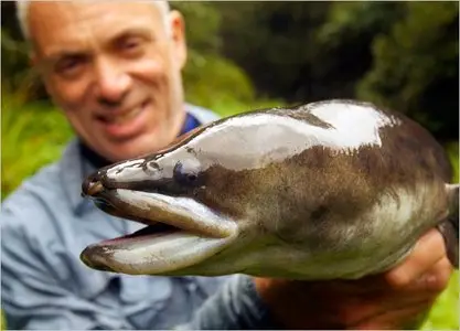 Animal Planet - River Monsters S03E02 Flesh Ripper (2011)