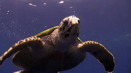 PBS Nature - Cuba: The Accidental Eden (2010)