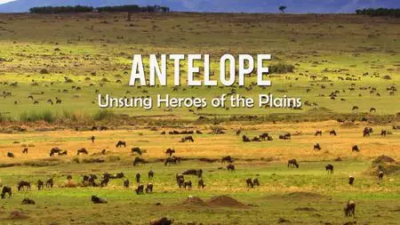 Antelopes – The Unsung Heroes (2021)