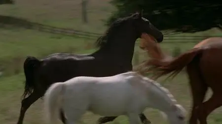 Black Beauty (1994)