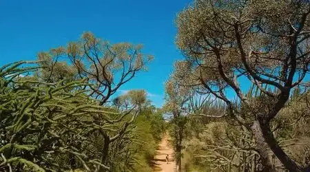 Island of Lemurs: Madagascar (2014)