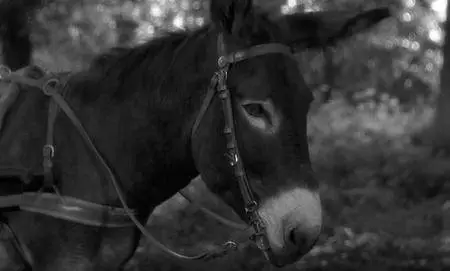 Au Hasard Balthazar (1966) [The Criterion Collection]