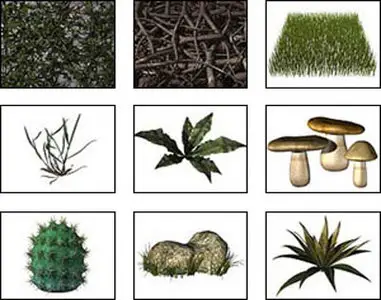 Dosch 3D Natural Objects