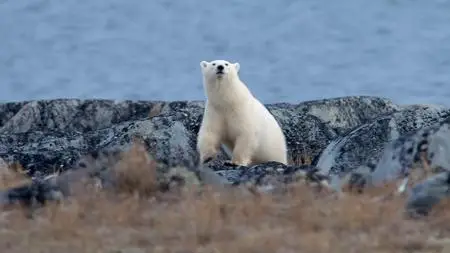 BBC - Life in Polar Bear Town with Gordon Buchanan (2016)