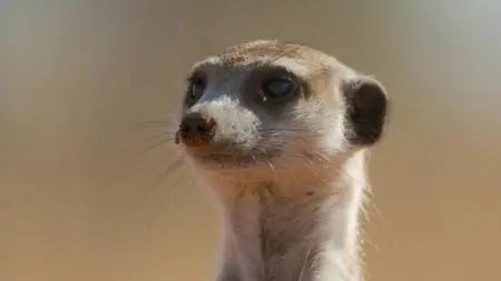 Meerkat Manor: Rise of the Dynasty S01E06