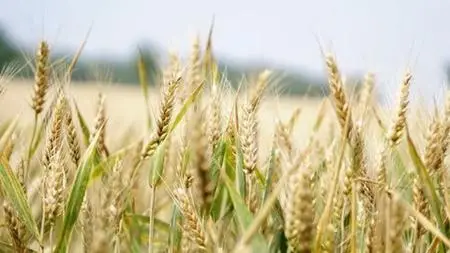 Achieve Optimum Well-Being With Gluten-Free Lifestyle