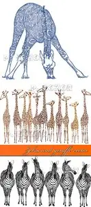Zebra and giraffe vector