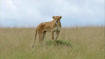 BBC. Planet Earth Live. Season 2 (2012)