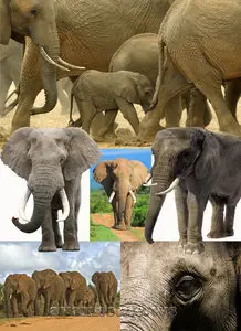 Elephants