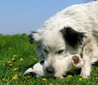 Photos of animals #2 - Dogs