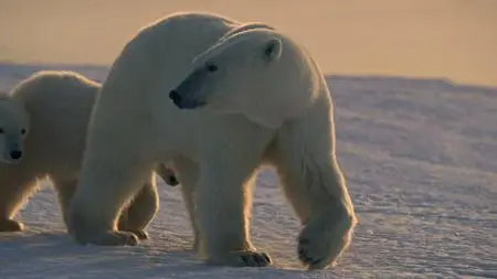 Earth at Night in Color S02E06