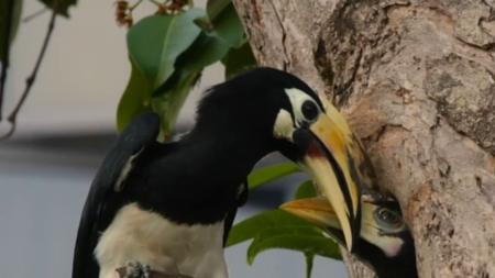 BSkyB - Singapore: Wild City-Series 1 (2016)