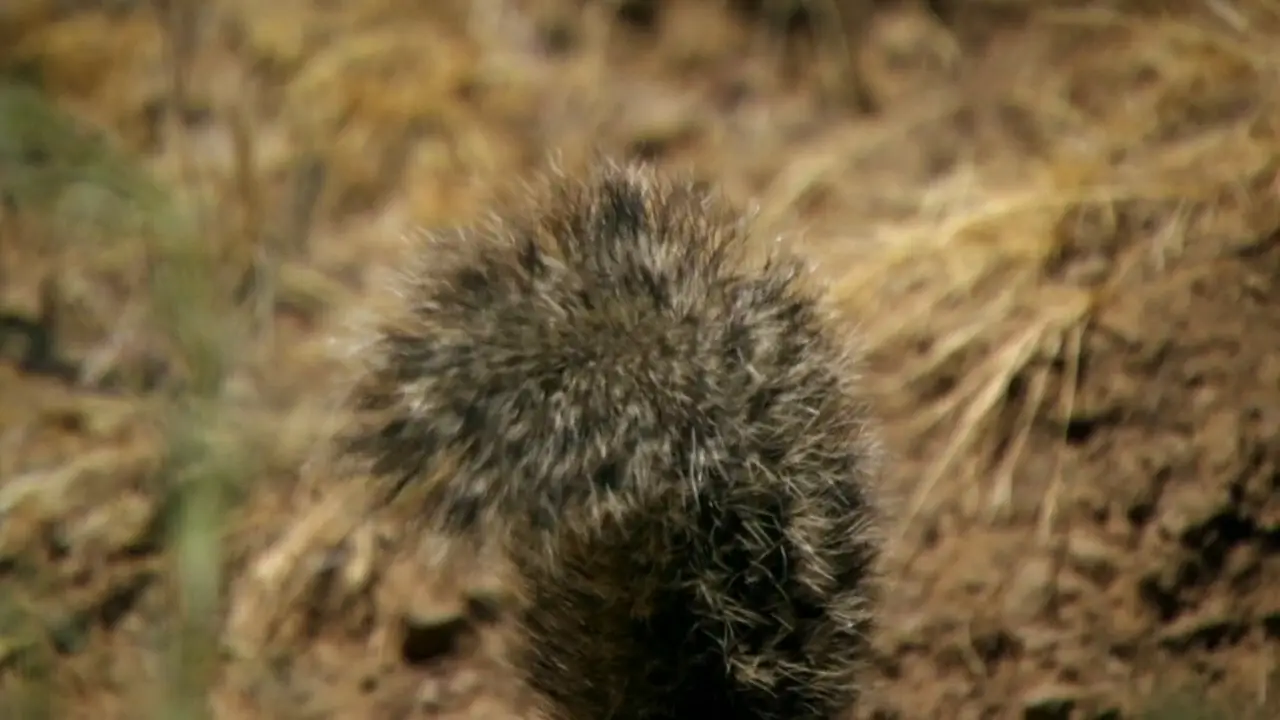 PBS NATURE A Squirrel's Guide to Success (2018) / AvaxHome