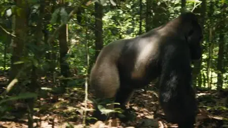 Gorillas of Gabon (2019)
