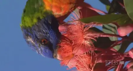 PBS Nature - Parrots in the Land of Oz