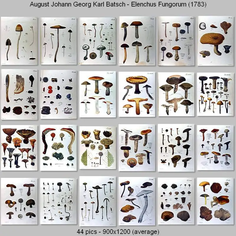 August Johann Georg Karl Batsch - Elenchus Fungorum (1783)