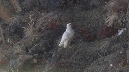 PBS - Nature: White Falcon, White Wolf (2008)