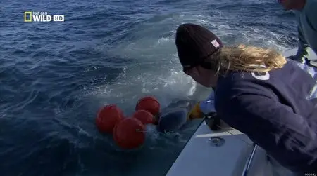 National Geographic Wild: Shark Men - Can't Catch a Break (2012)