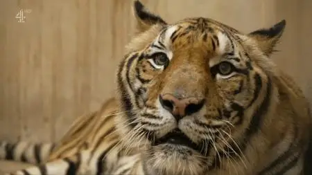 CH4 Unreported World - Thailand's Tiger Kingpins (2021)